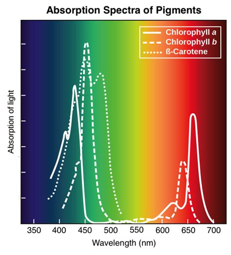 absorption spectra of photosynthetic pigments.